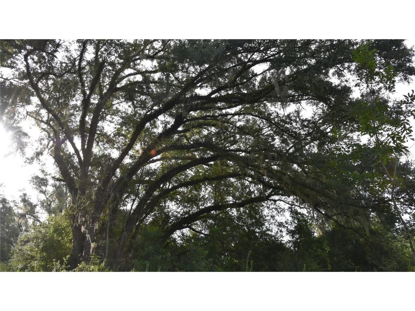 Off 166th Ave Williston FL 32696 OM708393 image1