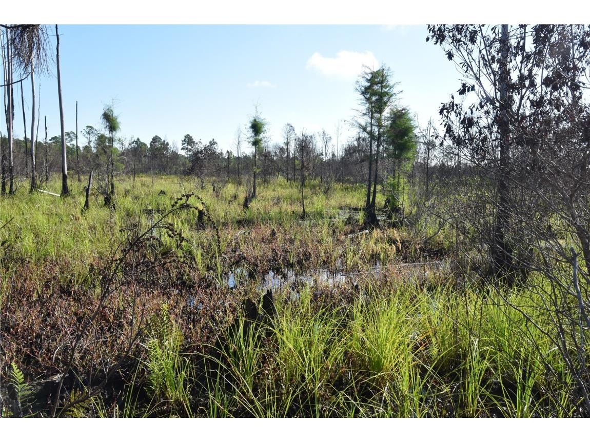 Off Hwy 225 Gainesville FL 32609 OM698253 image13