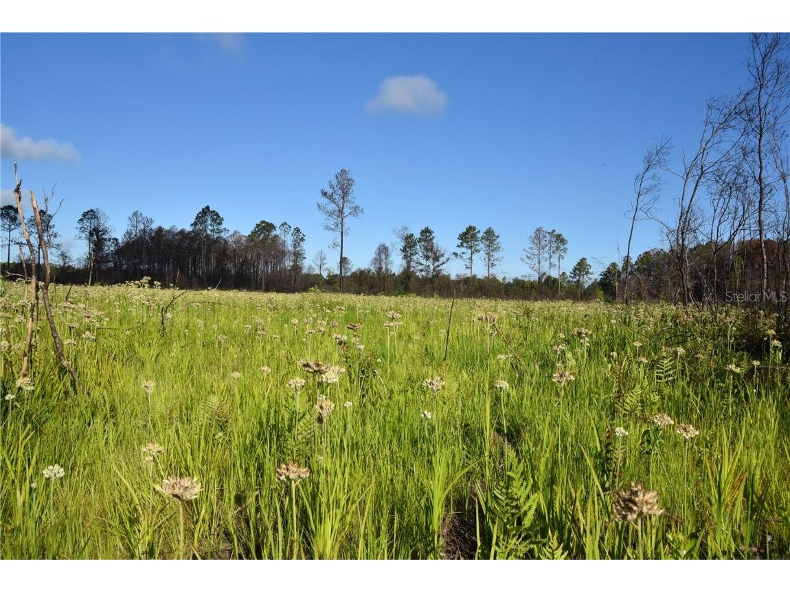 Off Hwy 225 Gainesville FL 32609 OM698253 image15