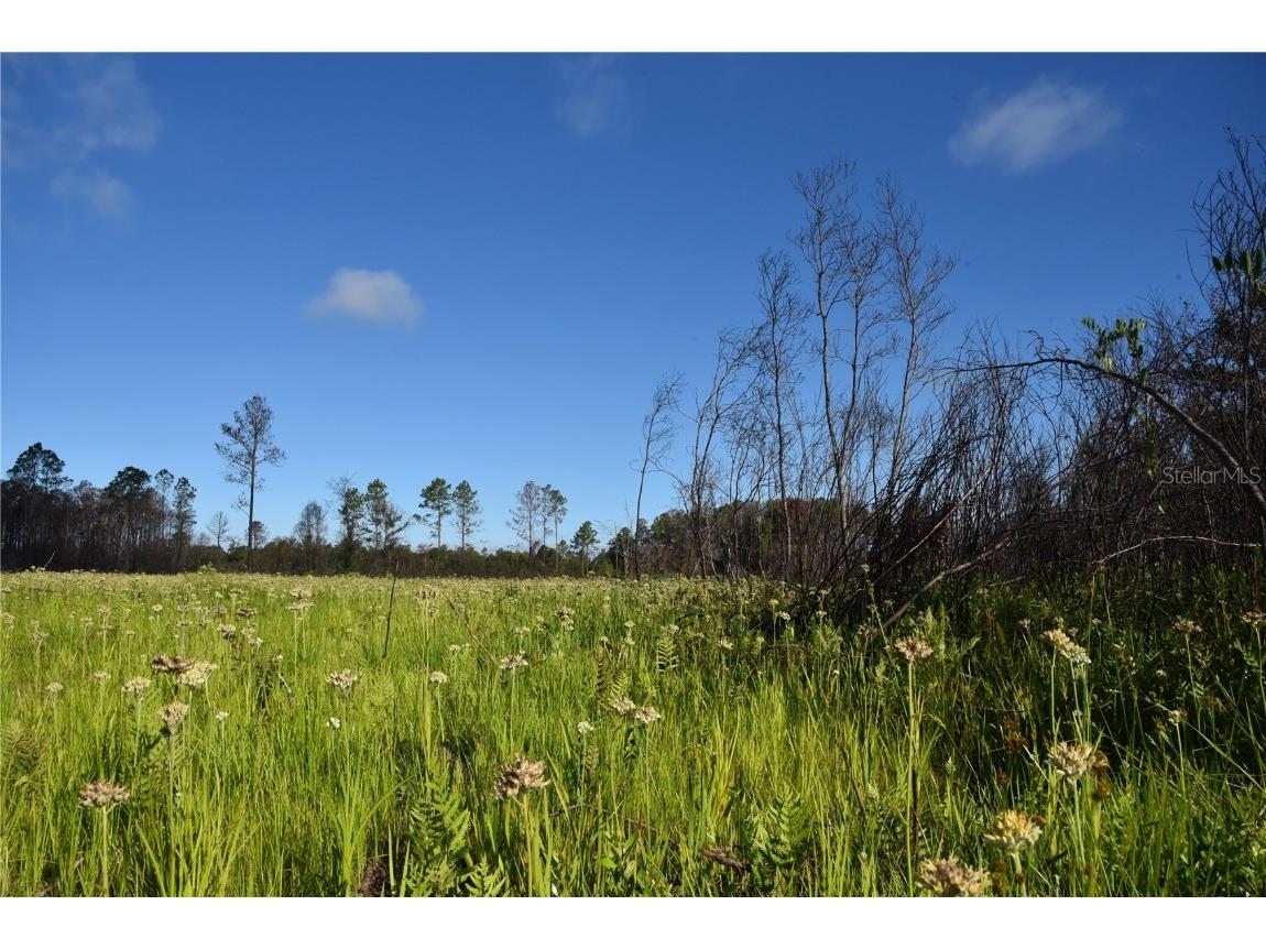 Off Hwy 225 Gainesville FL 32609 OM698253 image16