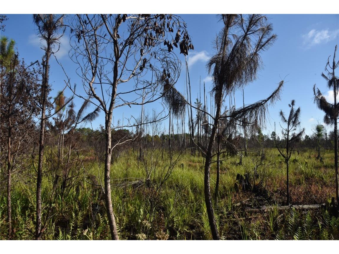 Off Hwy 225 Gainesville FL 32609 OM698253 image27