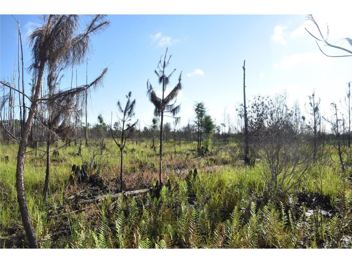 Off Hwy 225 Gainesville FL 32609 OM698253 image28