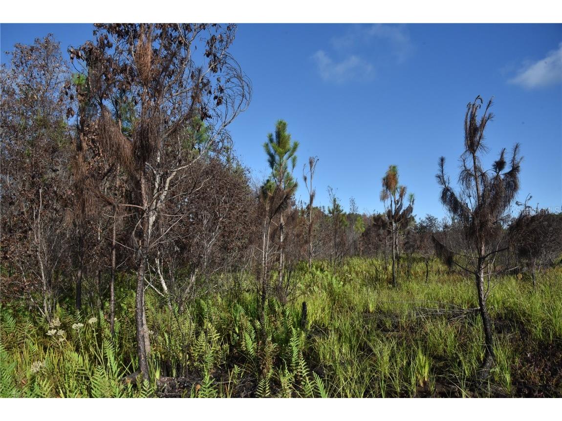 Off Hwy 225 Gainesville FL 32609 OM698253 image31