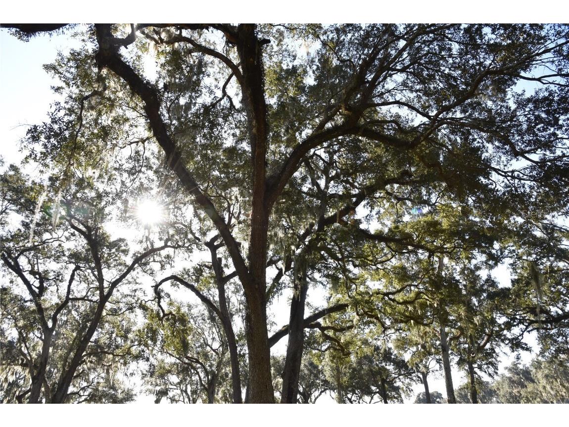 Off Hwy 301 Summerfield FL 34491 OM713548 image28