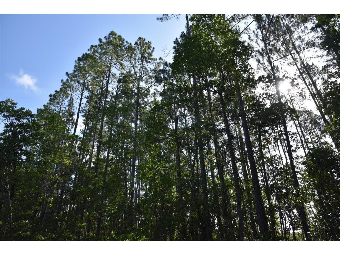 Off Ne 67 Th Ave Gainesville FL 32609 OM704545 image17