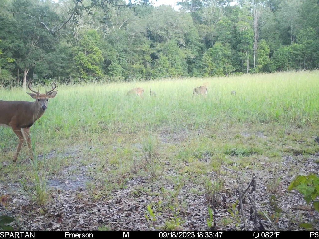 Off Ne 67 Th Ave Gainesville FL 32609 OM704545 image37