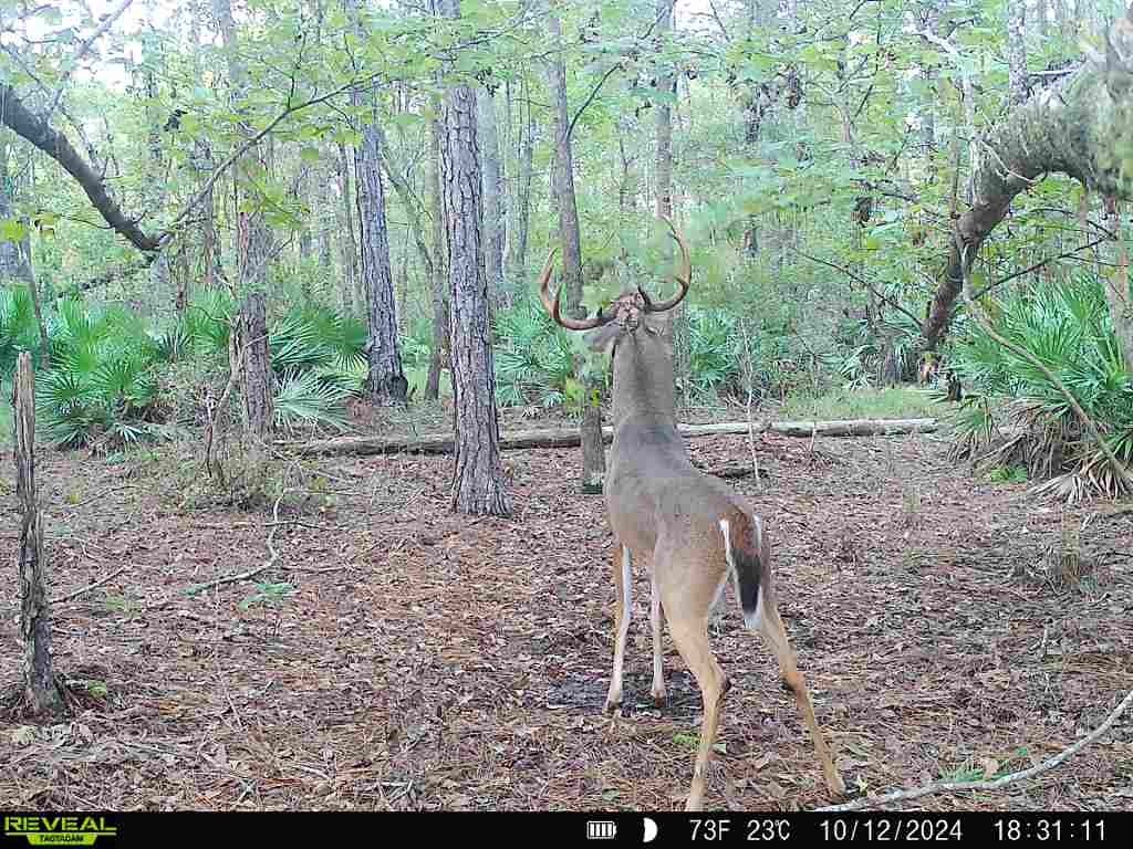 Off Ne 67 Th Ave Gainesville FL 32609 OM704545 image41