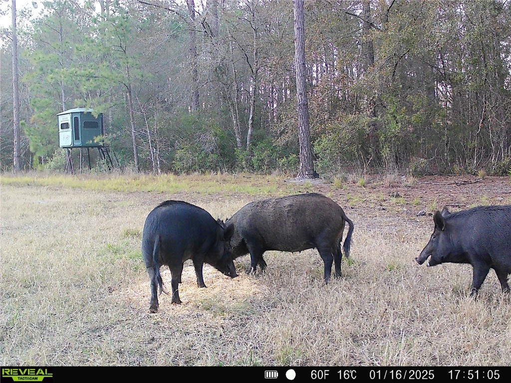 Off Ne 67 Th Ave Gainesville FL 32609 OM704545 image42