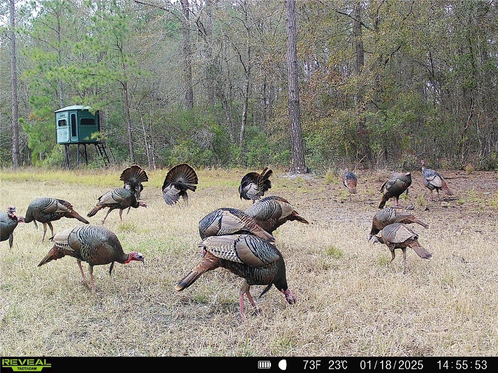 Off Ne 67 Th Ave Gainesville FL 32609 OM704545 image43