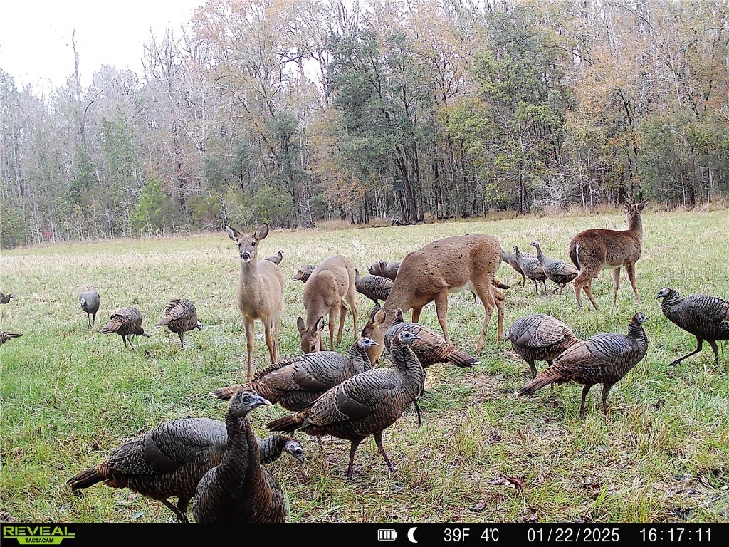 Off Ne 67 Th Ave Gainesville FL 32609 OM704545 image44