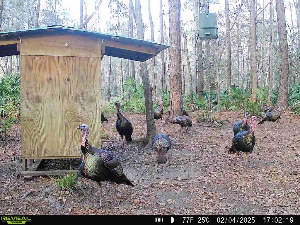 Off Ne 67 Th Ave Gainesville FL 32609 OM704545 image45