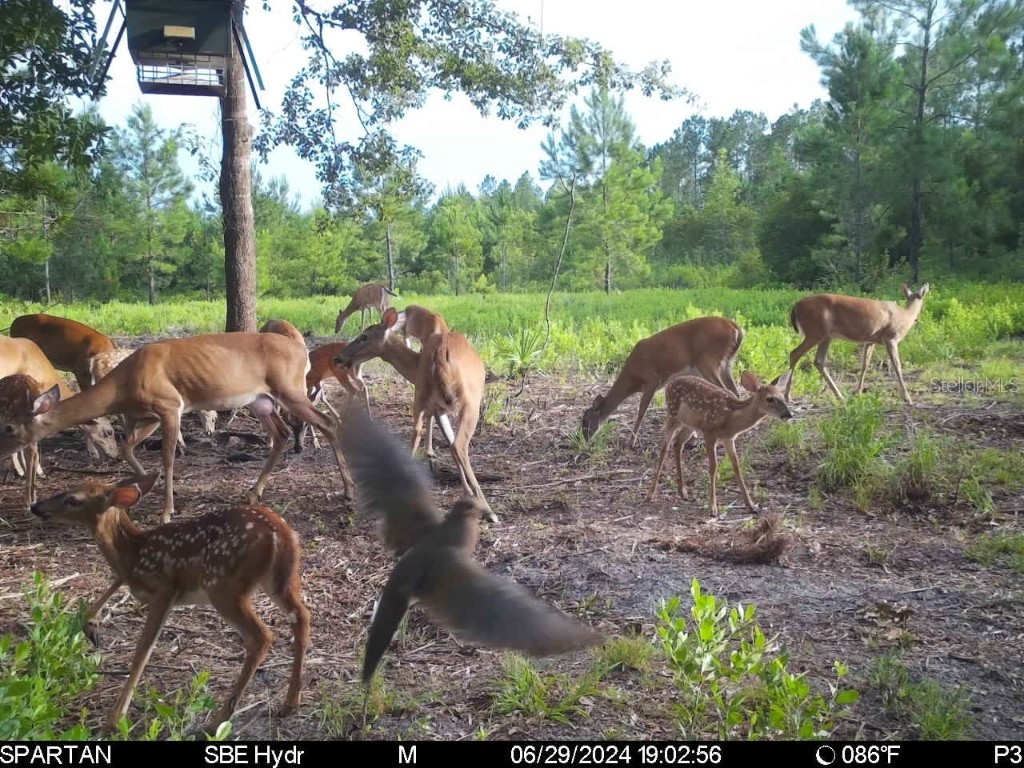 Off Ne 67 Th Ave Gainesville FL 32609 OM704545 image46