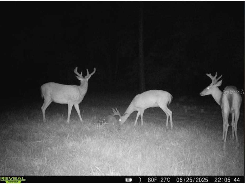 Off Ne 67 Th Ave Gainesville FL 32609 OM704545 image51