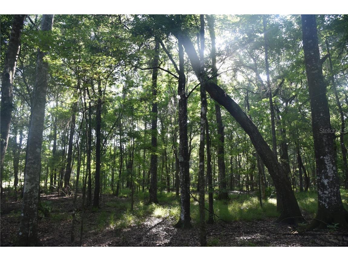 Off Ne 67 Th Ave Gainesville FL 32609 OM704545 image6