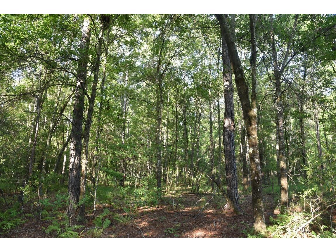 Off Ne 67 Th Ave Gainesville FL 32609 OM704545 image75