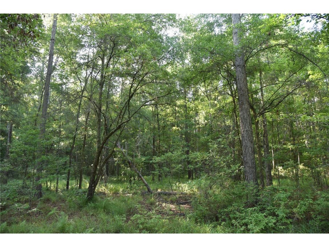 Off Ne 67 Th Ave Gainesville FL 32609 OM704545 image76