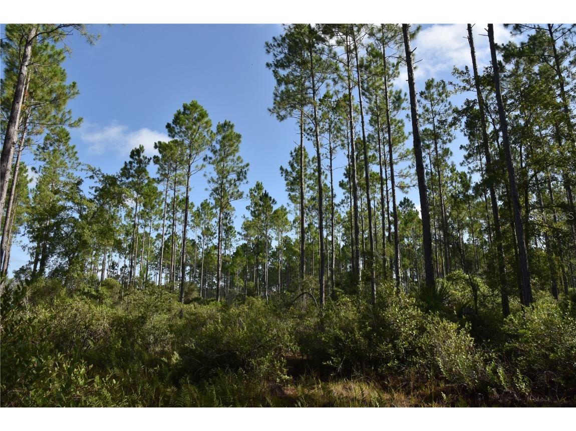 Off Se 30th St. Inglis FL 34449 OM706575 image1