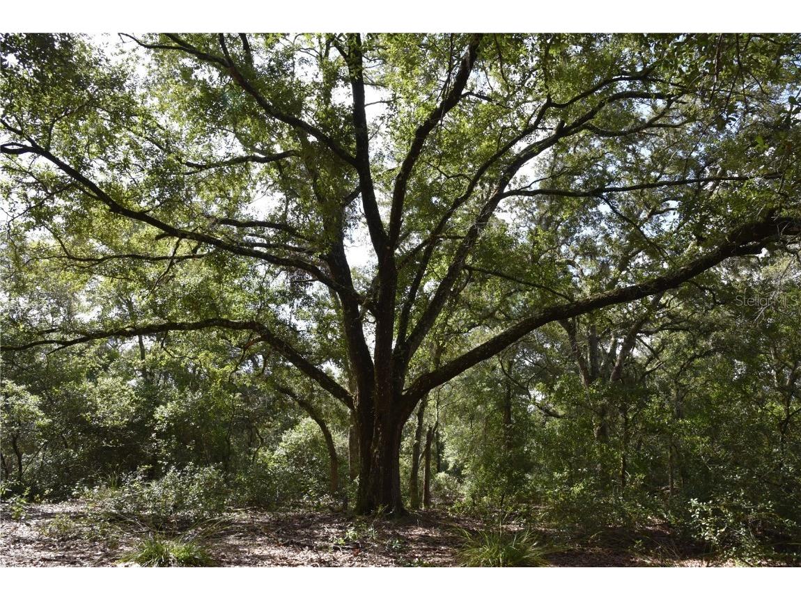 Off Se 30th St. Inglis FL 34449 OM706577 image1