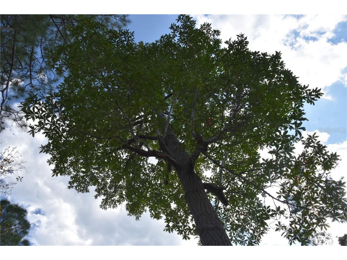 Off Sun Garden Rd Palatka FL 32177 OM698576 image14