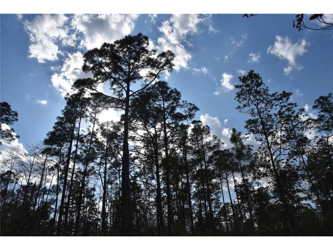 Off Sun Garden Rd Palatka FL 32177 OM698576 image19