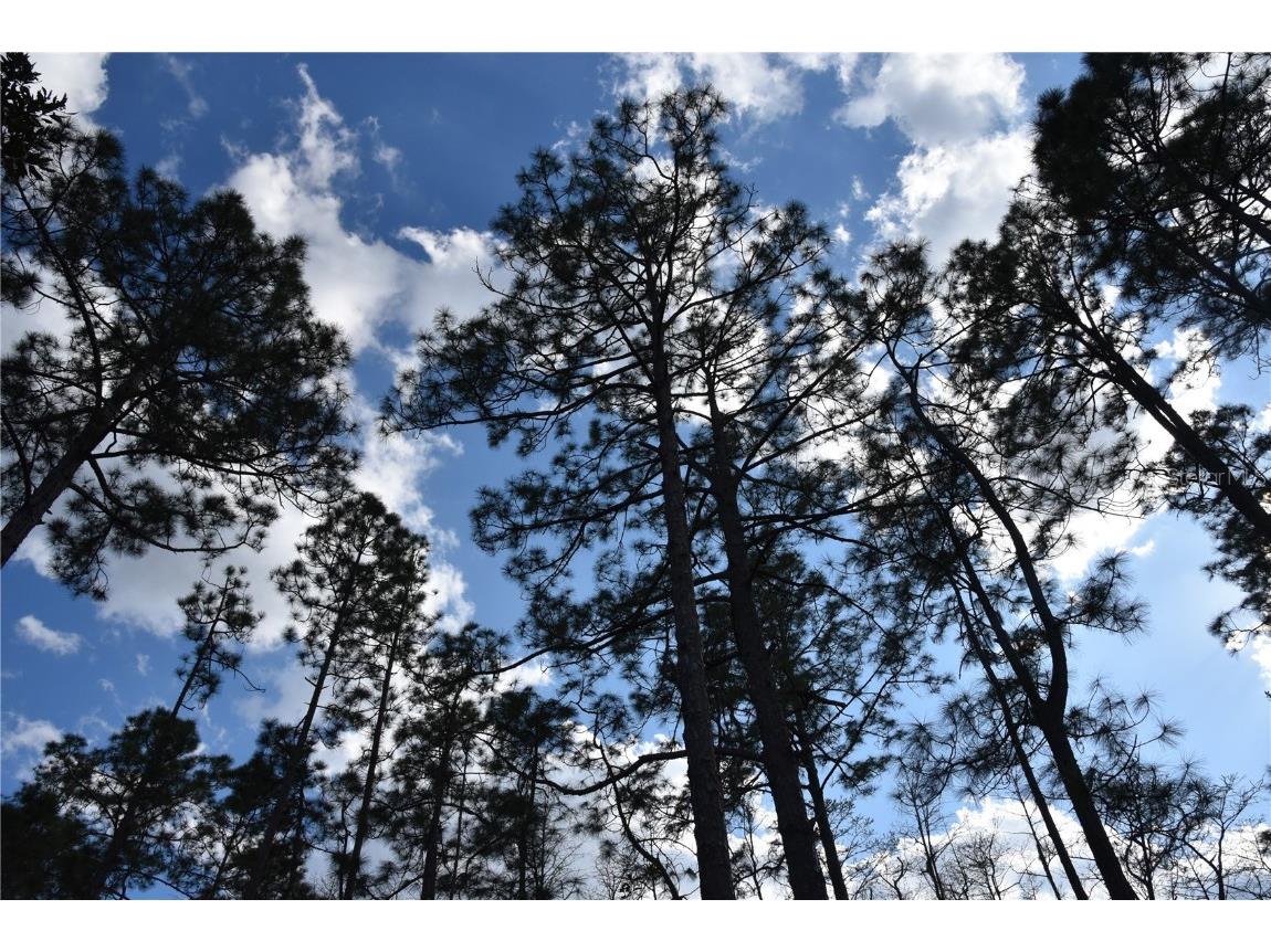 Off Sun Garden Rd Palatka FL 32177 OM698576 image20