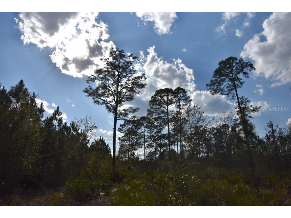 Off Sun Garden Rd Palatka FL 32177 OM698576 image23