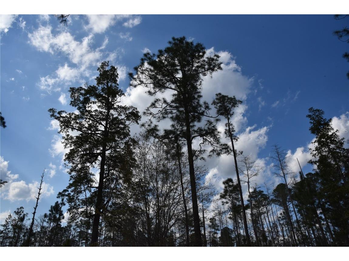 Off Sun Garden Rd Palatka FL 32177 OM698576 image6