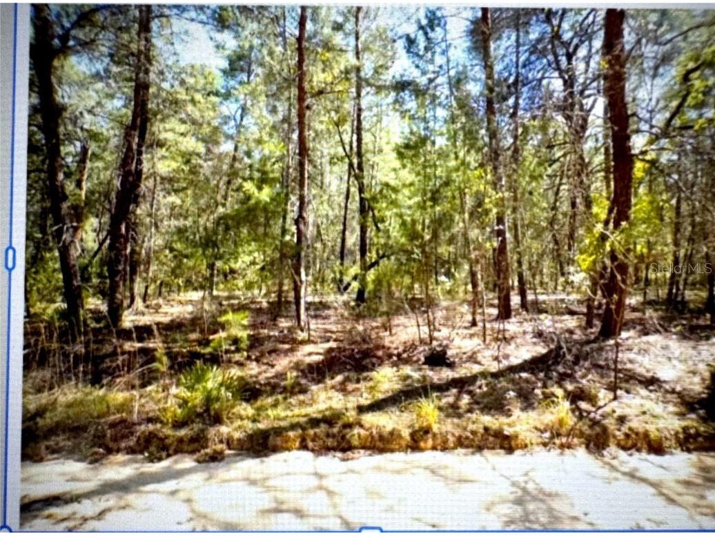 Old Bellamy Trail Melrose FL 32666 TB8455215 image1