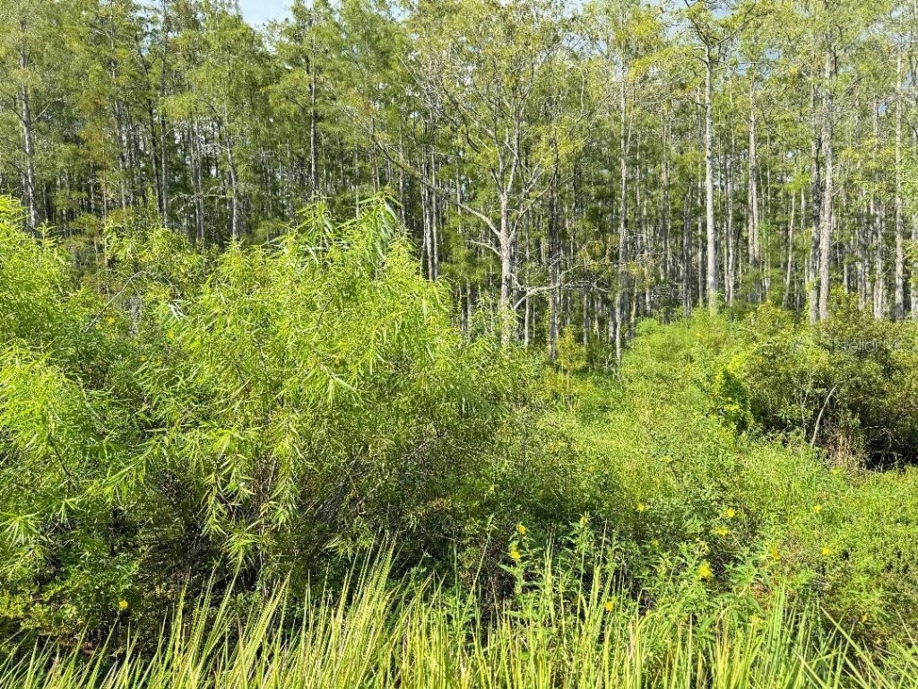 Old Polk City Road Haines City FL 33844 O6240724 image1