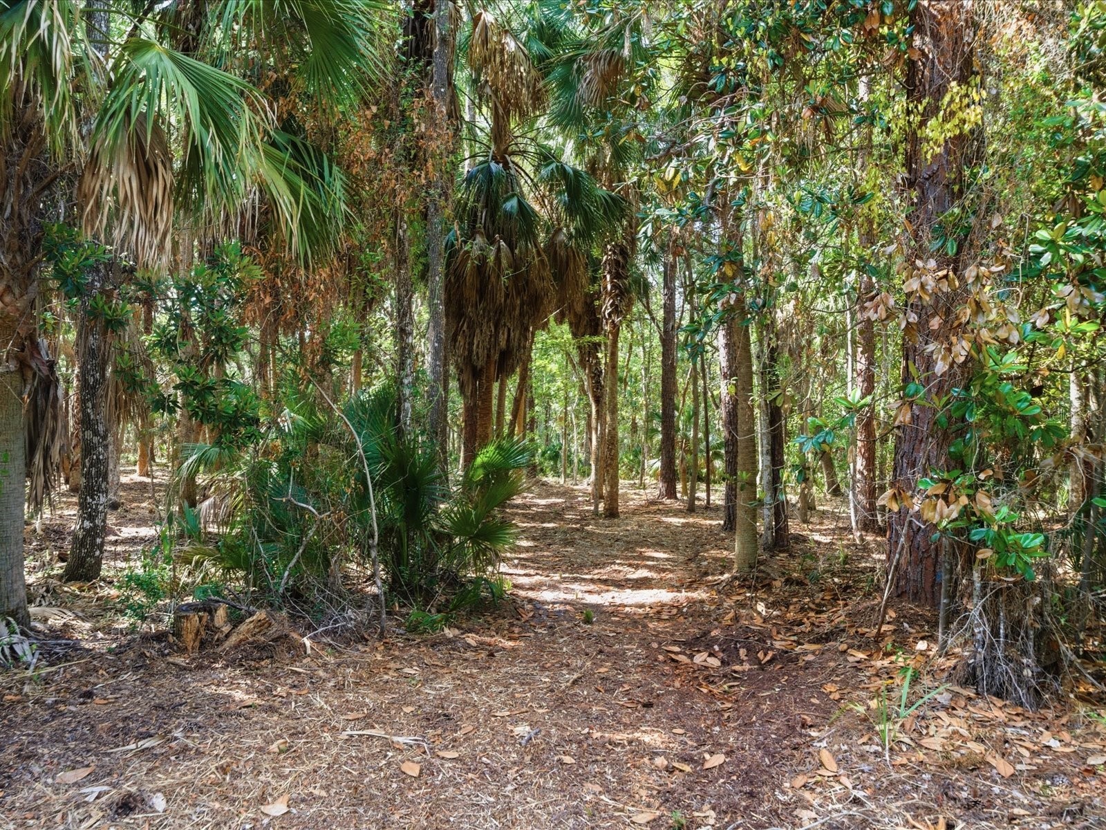 Osowaw Boulevard Spring Hill FL 34607 W7885722 image5