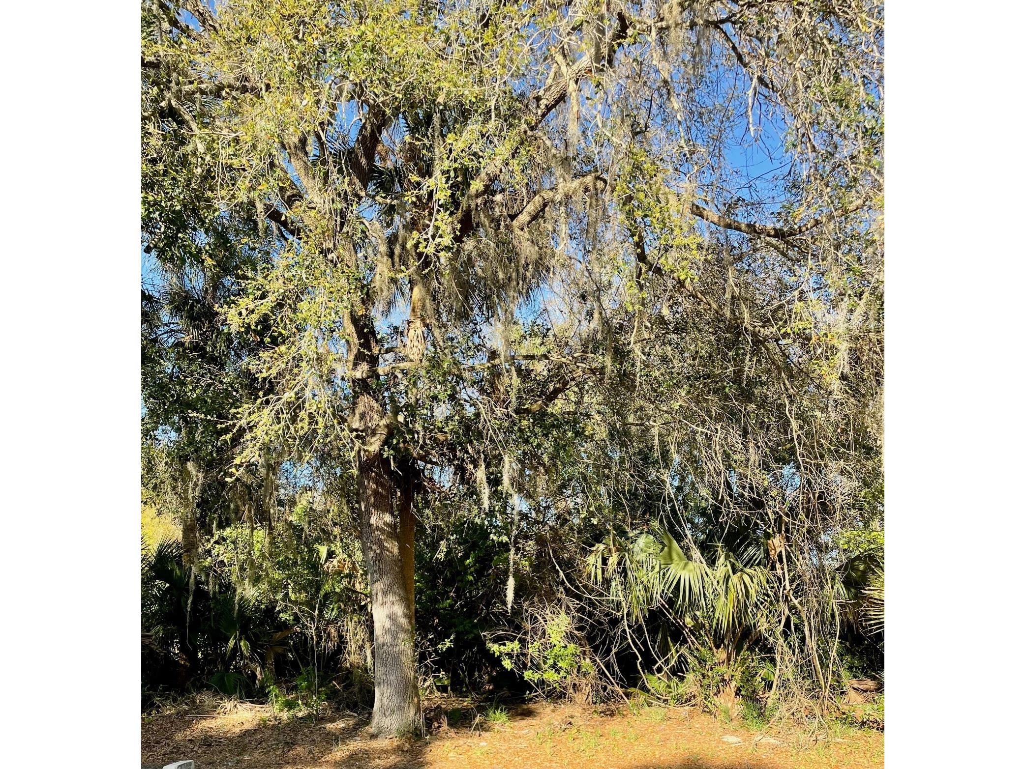 Osteen Maytown Road Osteen FL 32764 V4946762 image1