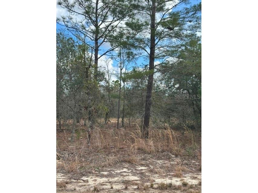  Ocala FL 34481 OM719238 image2
