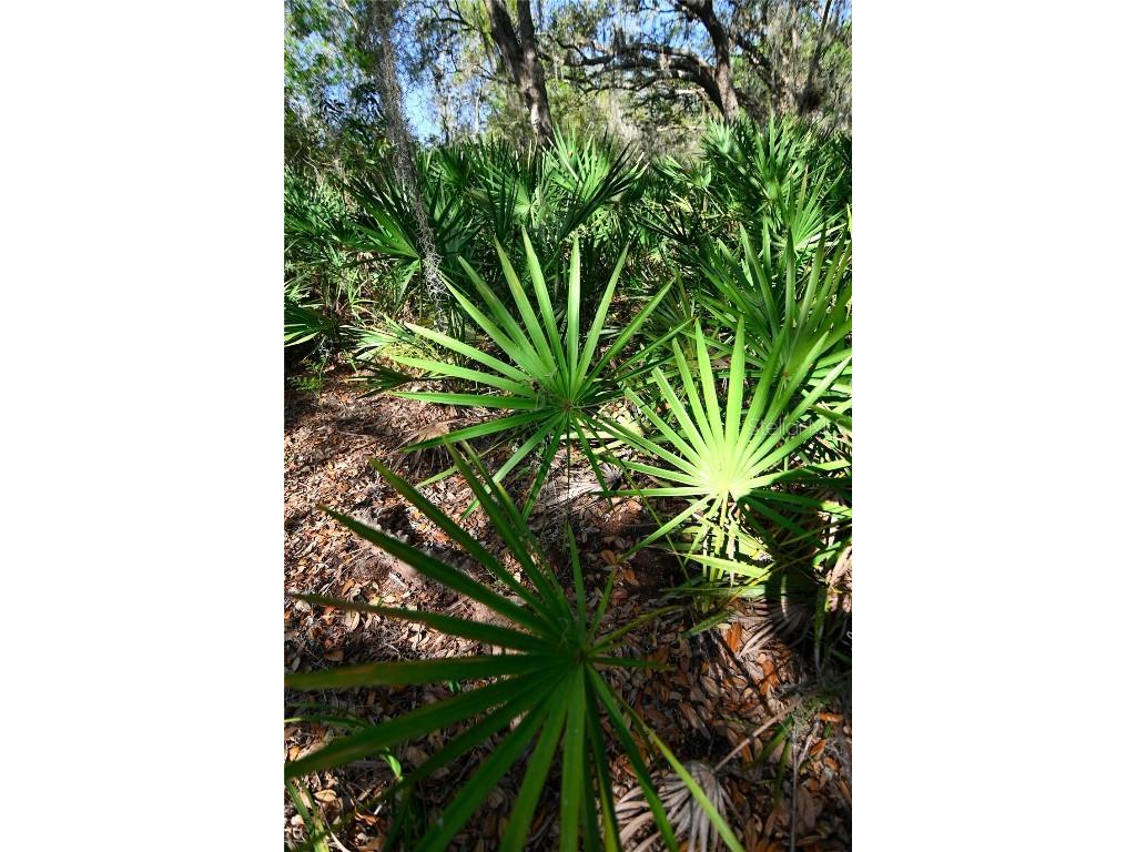 Pablo Island Road Groveland FL 34736 - BIG BLUFF LAKE R4909058 image19