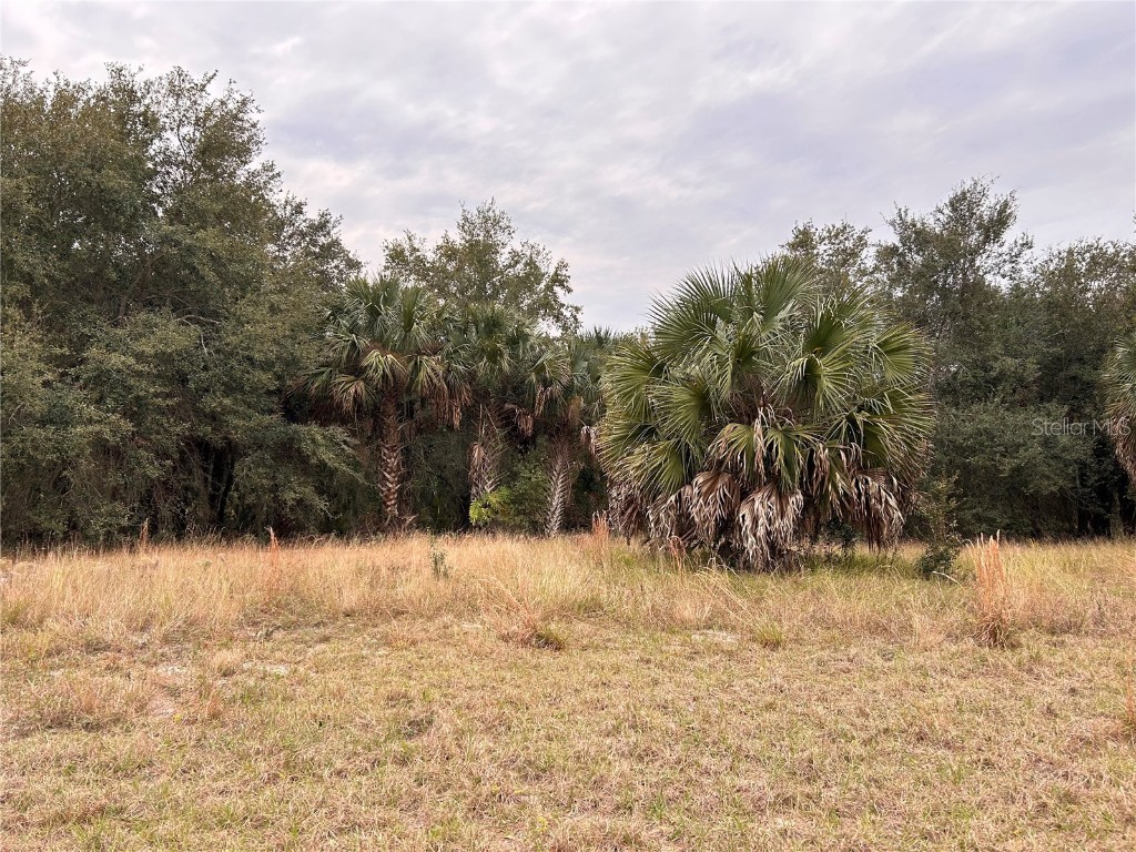 Palm Avenue Leesburg FL 34788 - LAKE GRIFFIN O6170359 image1