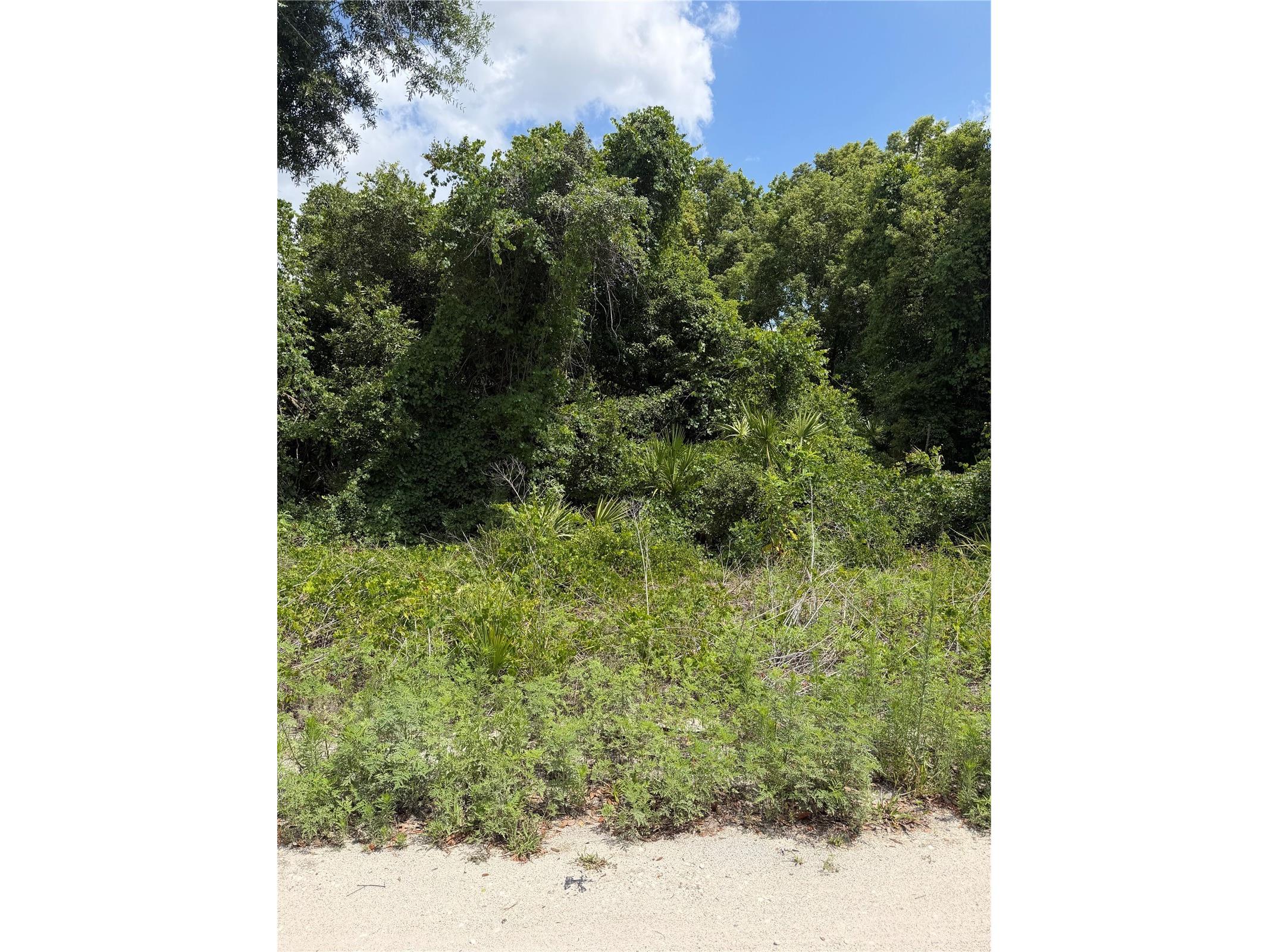 Palmetto Circle Paisley FL 32767 V4949270 image3