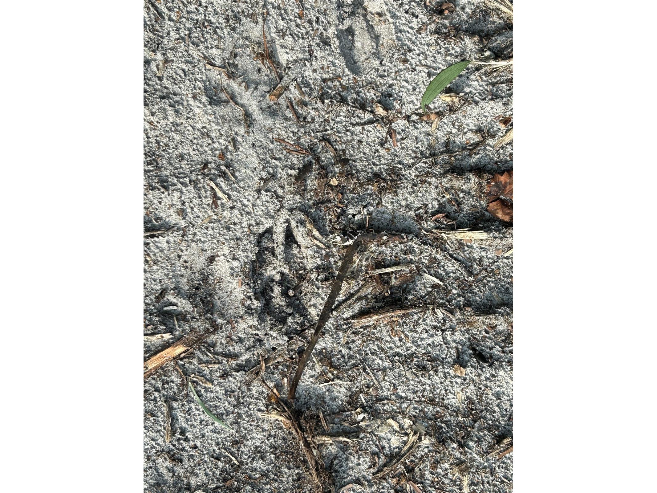 Pantera Ln Naples FL 34120 OM718343 image17