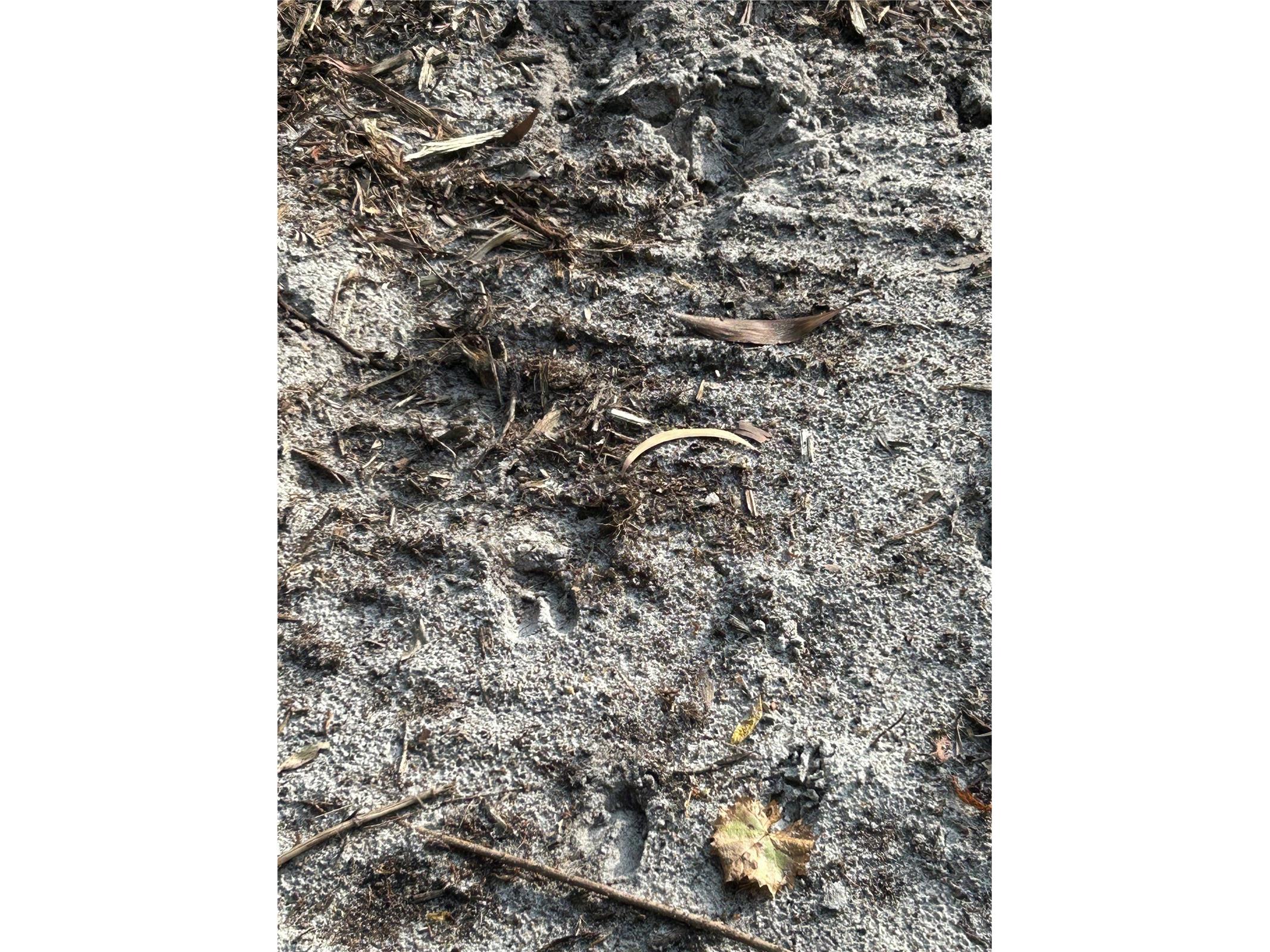 Pantera Ln Naples FL 34120 OM718343 image18