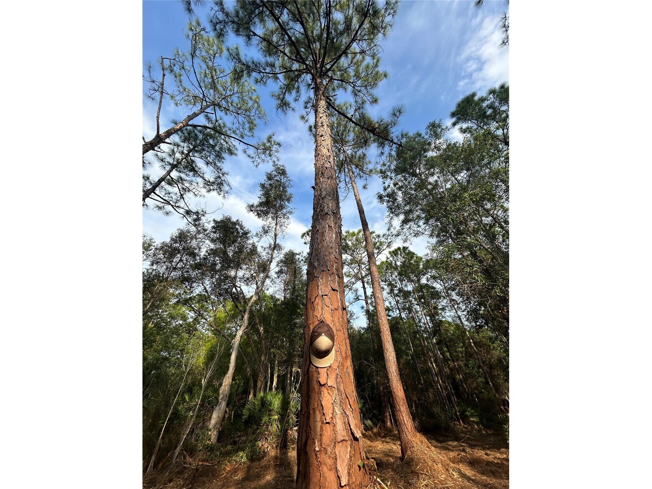 Pantera Ln Naples FL 34120 OM718343 image24