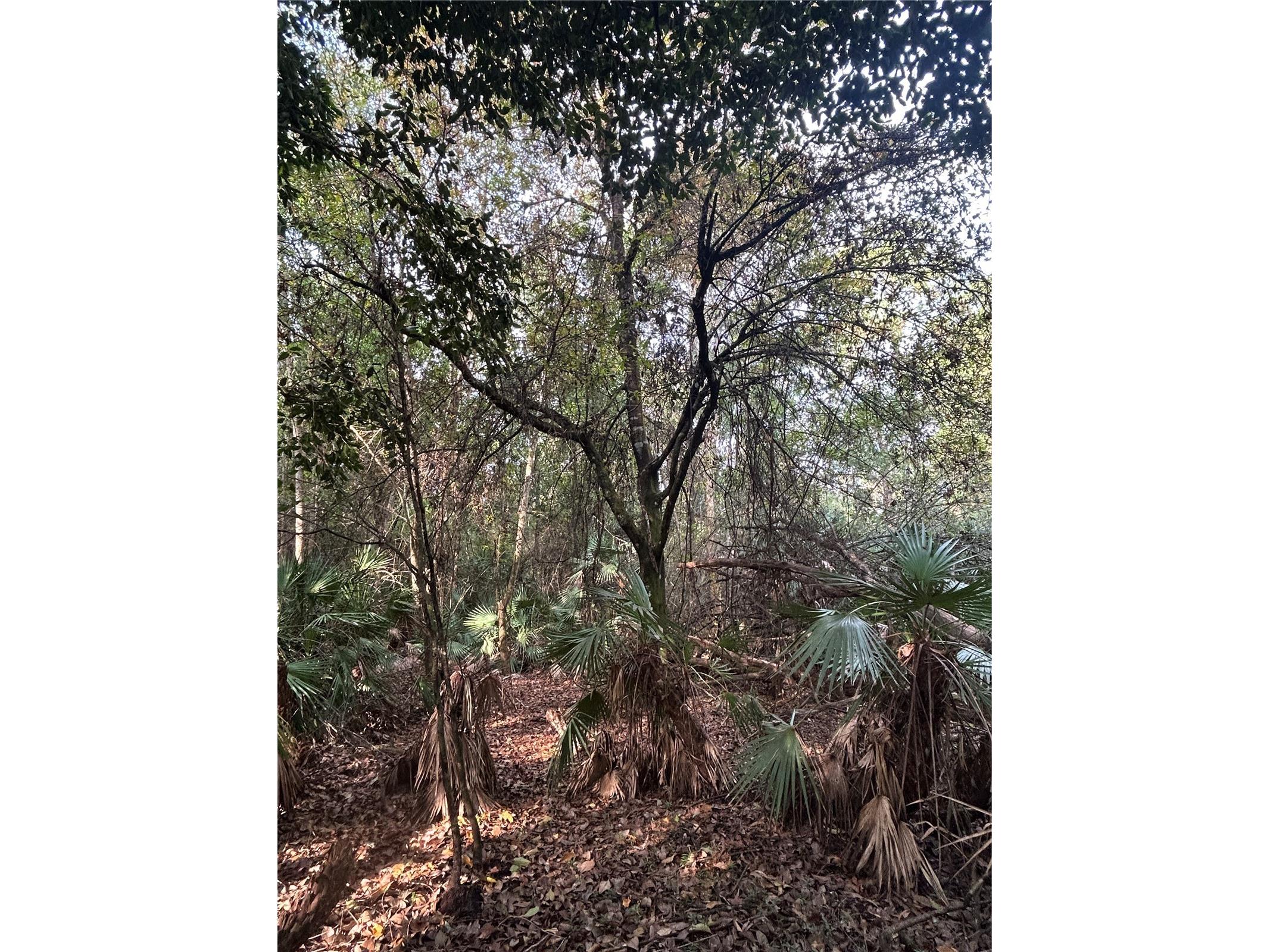 Pantera Ln Naples FL 34120 OM718343 image36