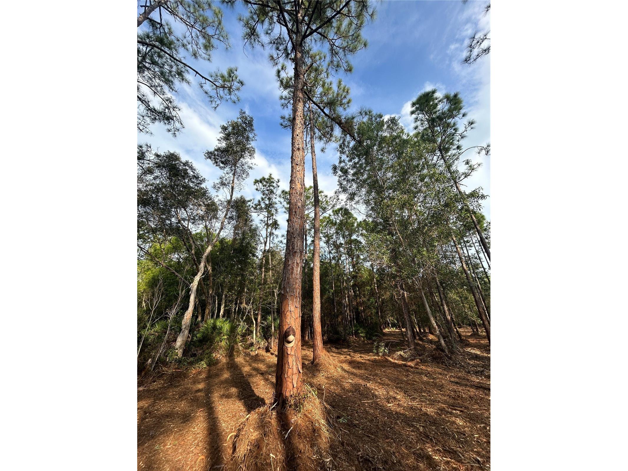 Pantera Ln Naples FL 34120 OM718343 image37