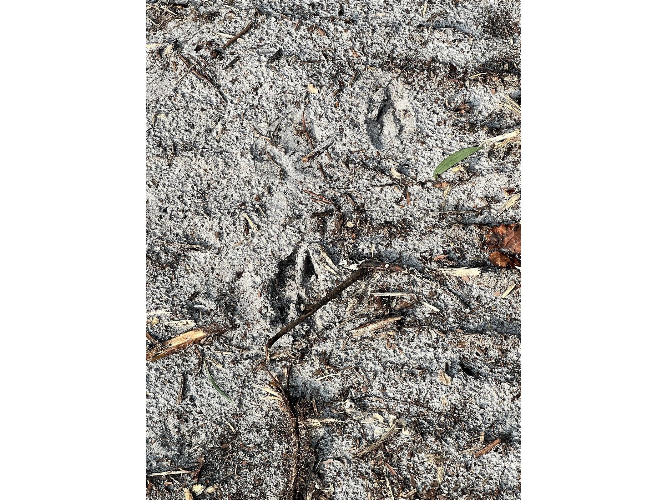 Pantera Ln Naples FL 34120 OM718343 image40