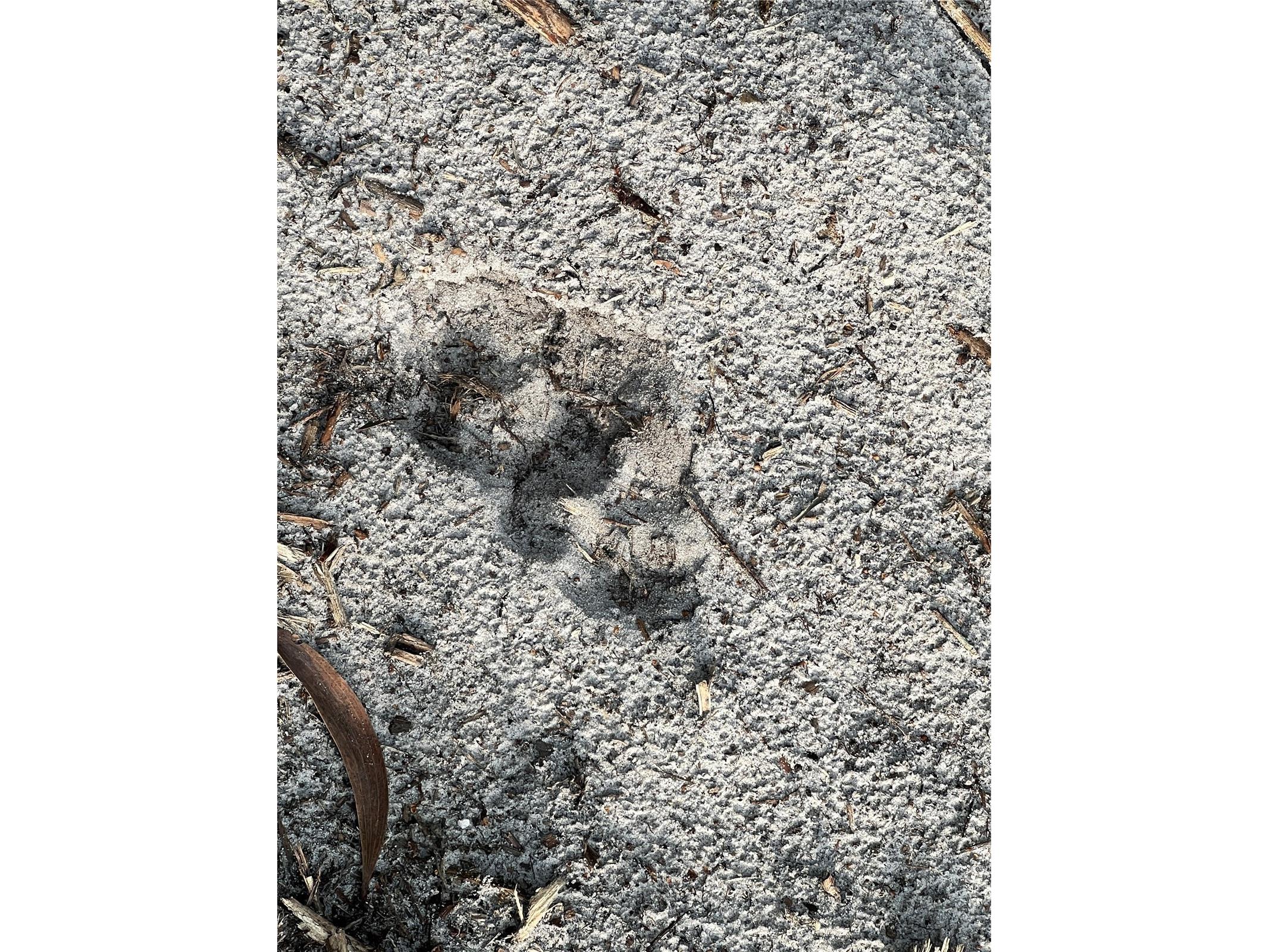 Pantera Ln Naples FL 34120 OM718343 image41