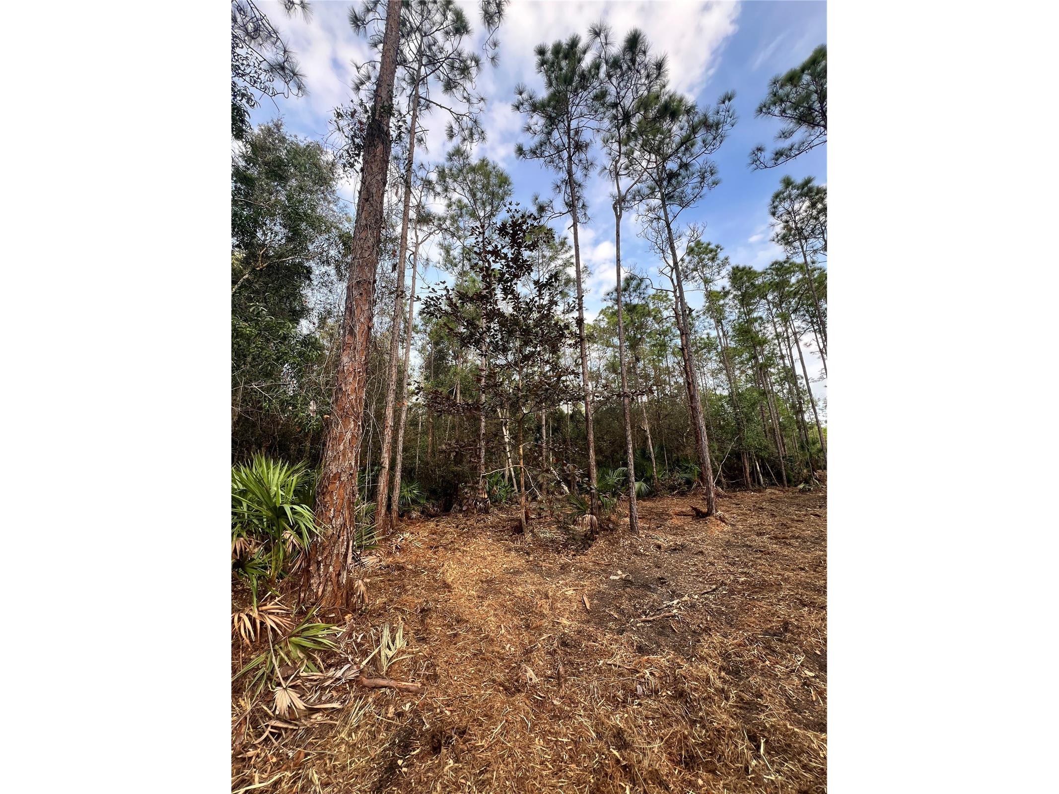 Pantera Ln Naples FL 34120 OM718343 image43