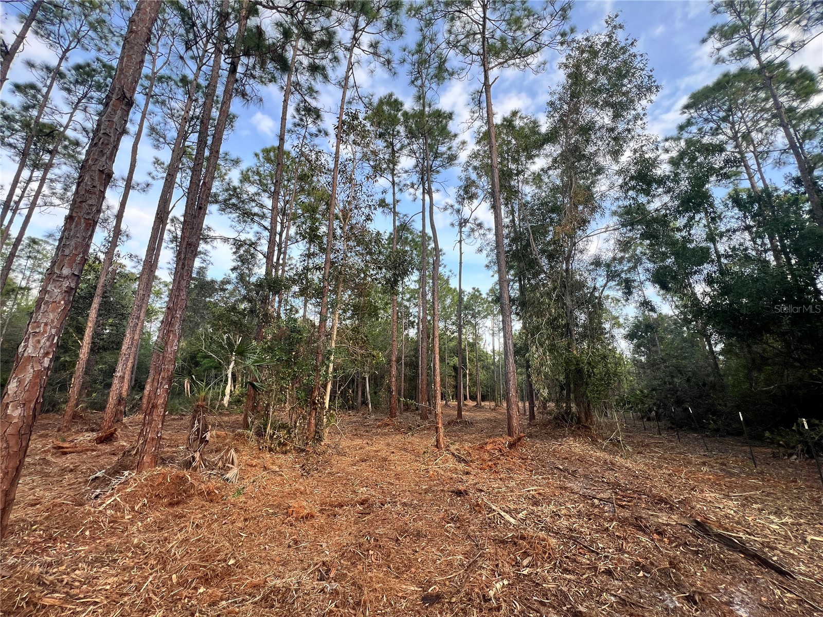 Pantera Ln Naples FL 34120 OM718343 image46