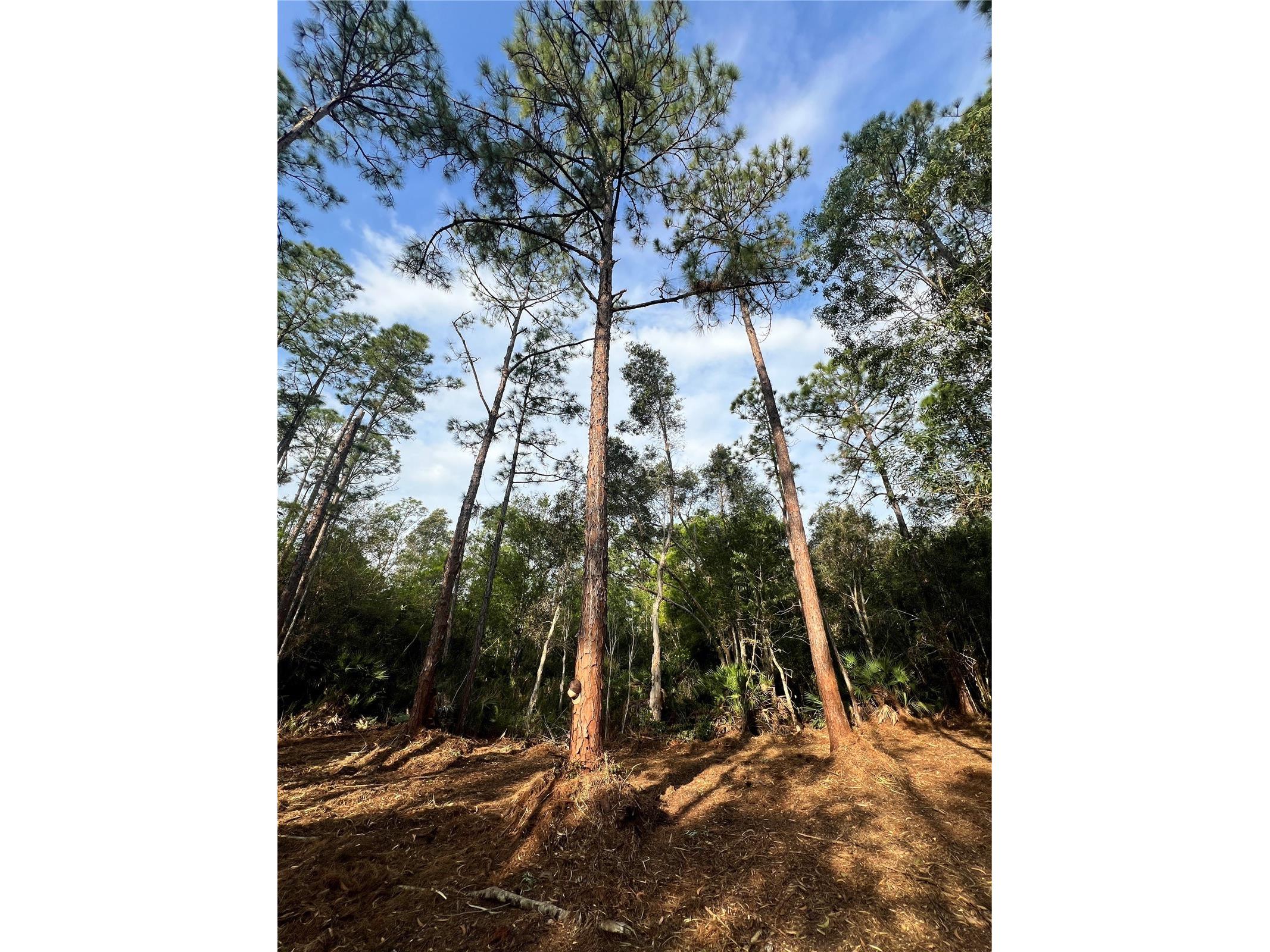 Pantera Ln Naples FL 34120 OM718343 image48