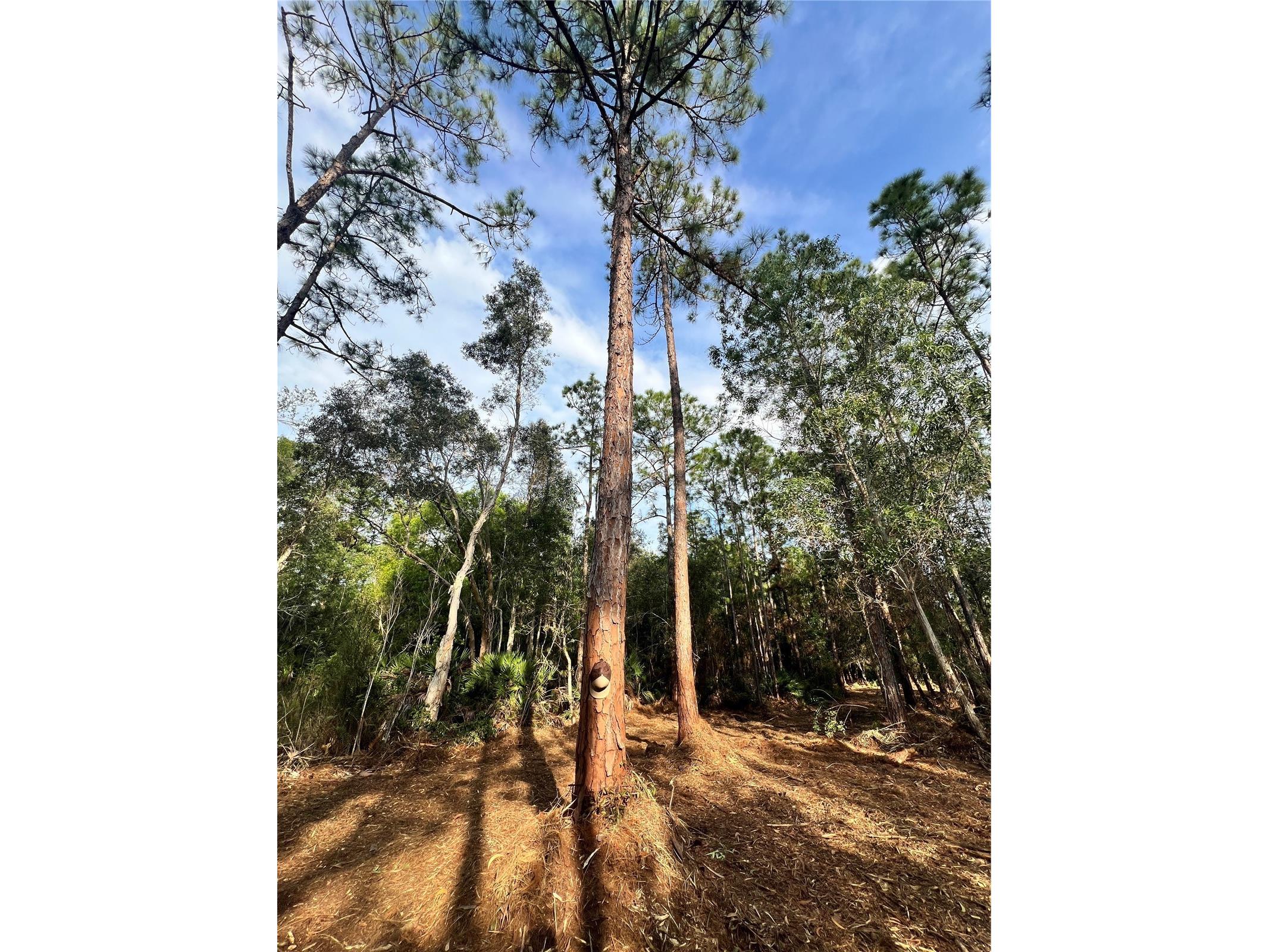 Pantera Ln Naples FL 34120 OM718343 image49