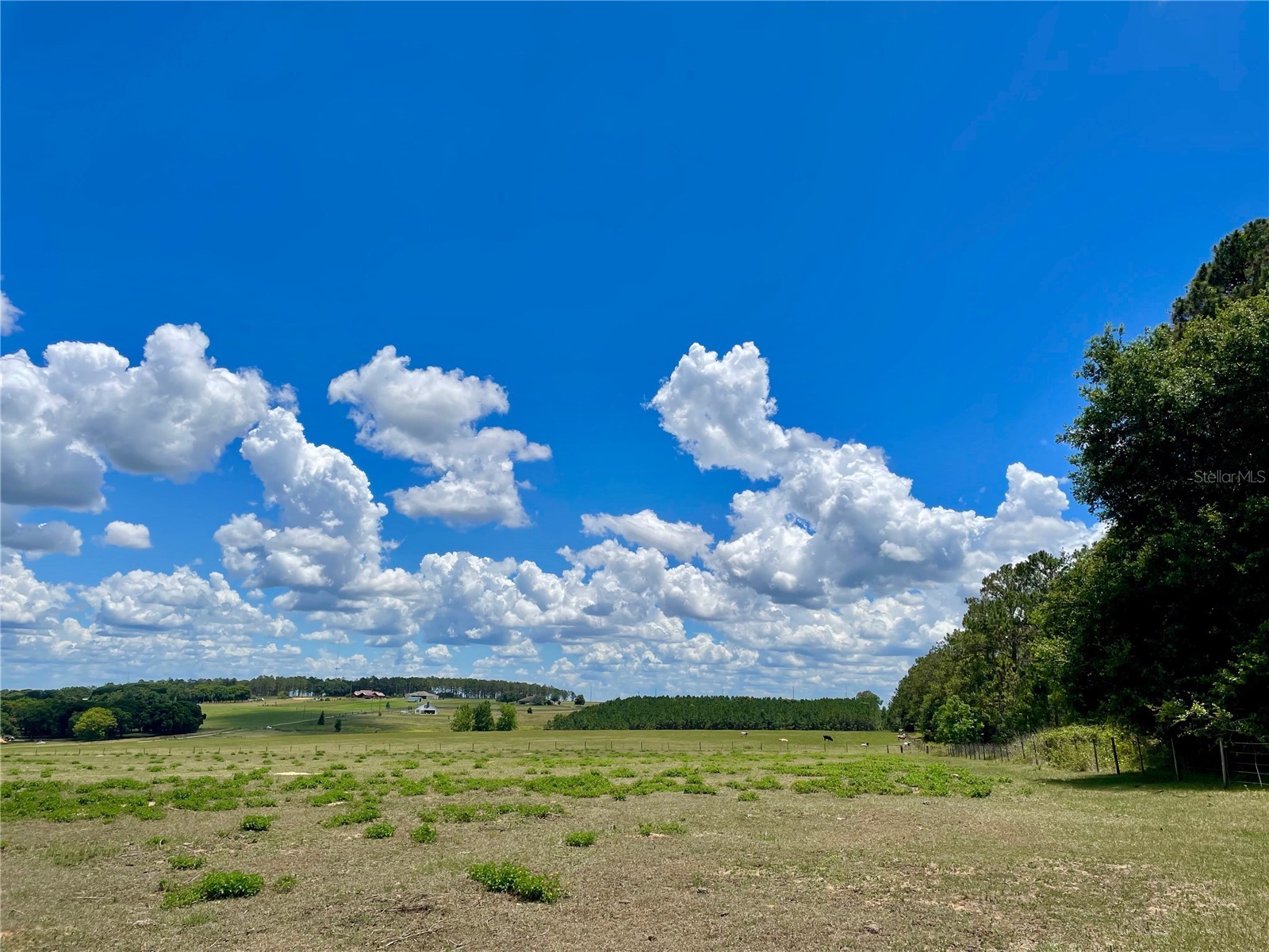 Parrish Grove Road Dade City FL 33523 U8165473 image8