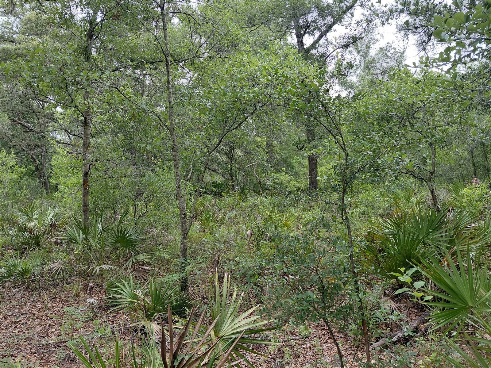 Peanut Drive Webster FL 33597 G5113228 image11