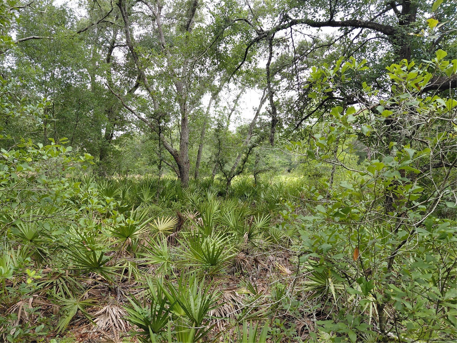 Peanut Drive Webster FL 33597 G5113228 image12