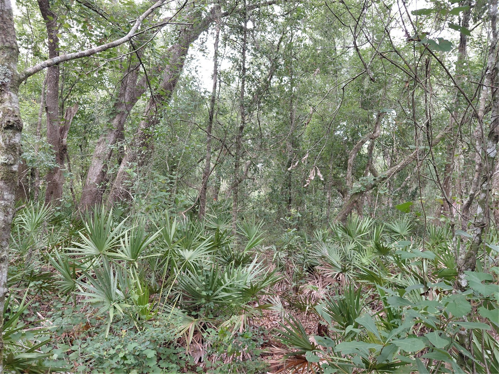 Peanut Drive Webster FL 33597 G5113228 image13